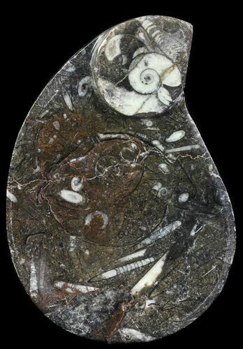 Teardrop Fossil Goniatite Dish - Stoneware #62445